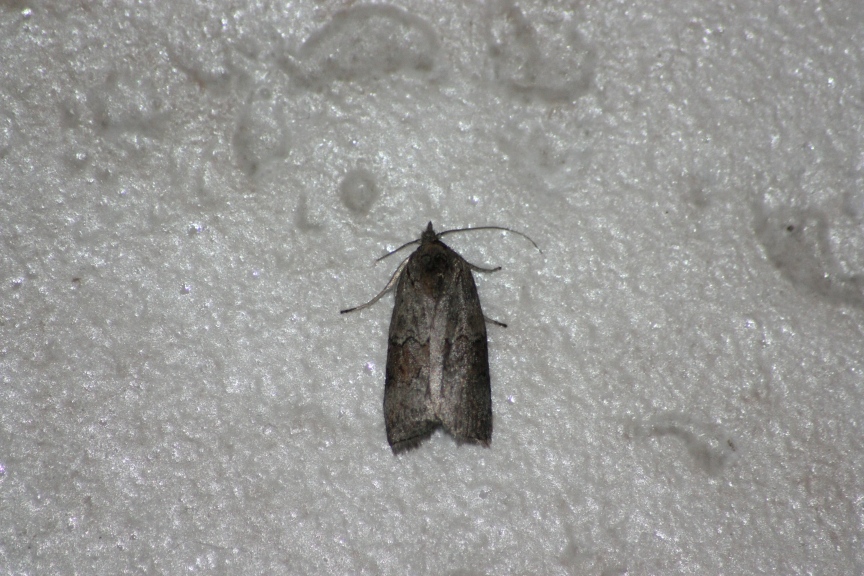 Noctuide da ID